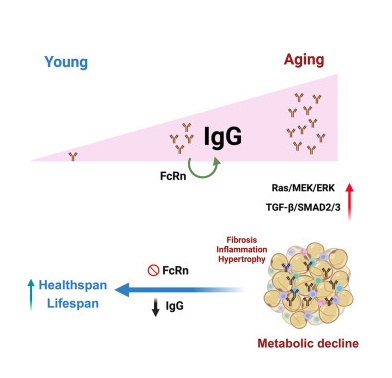 新研究揭示：IgG是导致衰老的关键因素