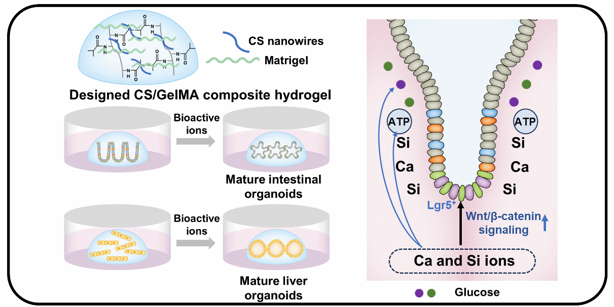 基于CS/GelMA水凝胶的类器官功能化研究取得突破