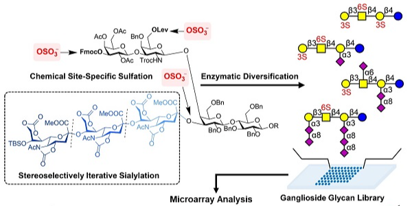 成功攻克糖链制备难题-神经节苷脂寡糖研究取得突破