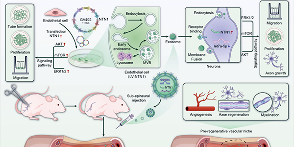 神经损伤修复新突破：内皮细胞外泌体促进血管龛形成