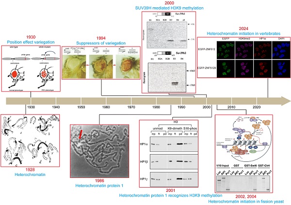 新技术发现脊椎动物异染色质建立机制