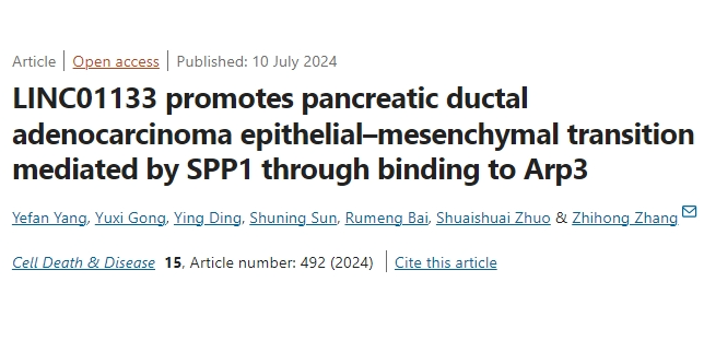 揭秘胰腺癌发展机制，LINC01133关键角色浮出水面