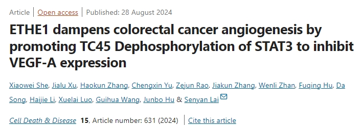 ETHE1抑制结直肠癌血管生成的新机制：基于STAT3/VEGF-A通路的调控