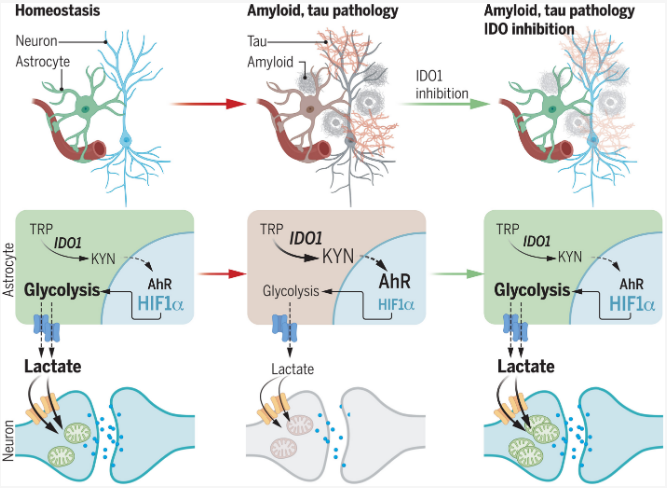 IDO1抑制剂的再利用：治疗阿尔兹海默病的新希望