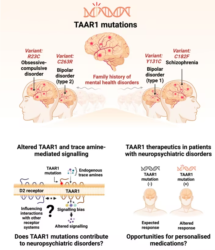 TAAR1遗传突变与神经精神疾病：从遗传学角度揭示精神健康的新线索