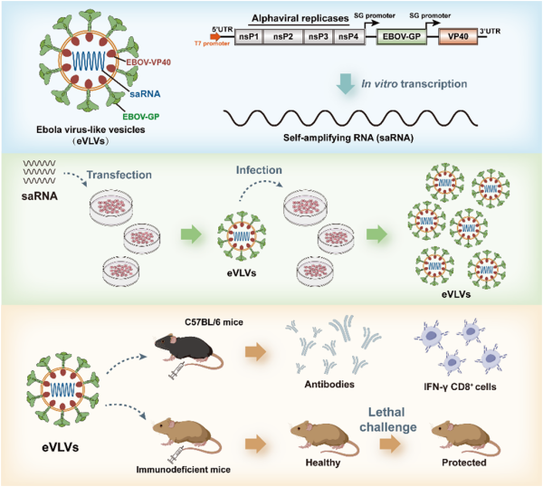 新型疫苗策略助力埃博拉病毒防治：基于病毒样囊泡的自主扩增疫苗研究