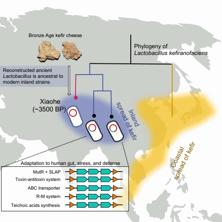 新疆古代奶制品与乳酸菌的和谐历史——基于古微生物基因组的研究