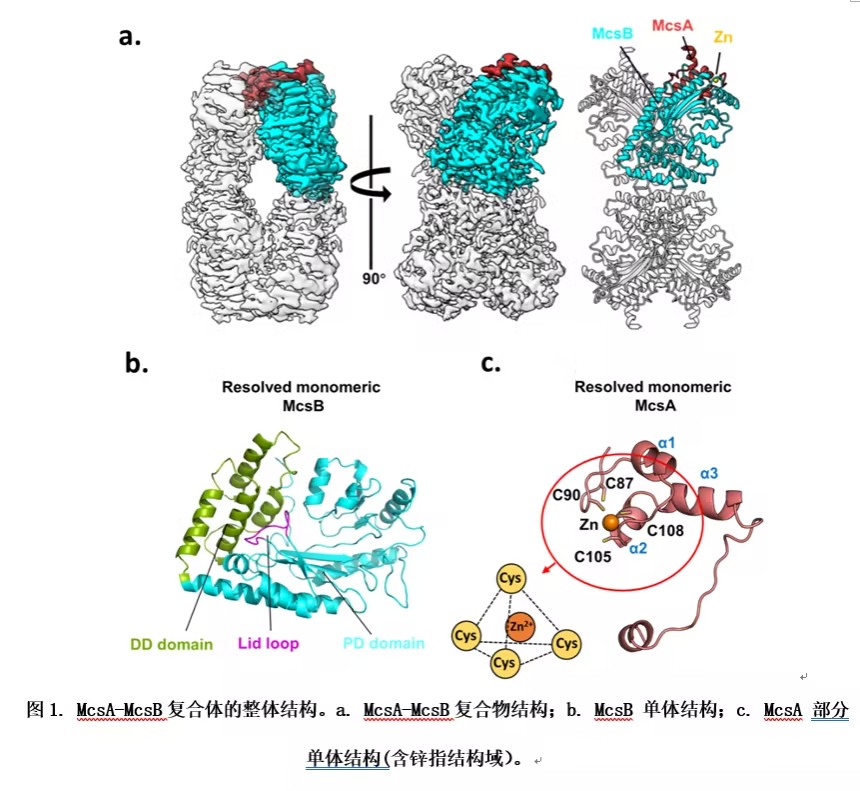 激酶复合物McsA-McsB的冷冻电镜结构解析及其功能机制