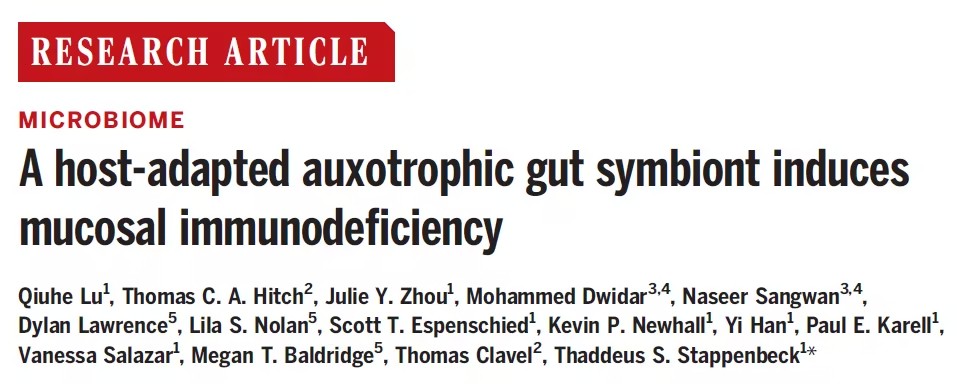 全新肠道细菌的发现：肠道微生物对免疫系统的调控机制揭示