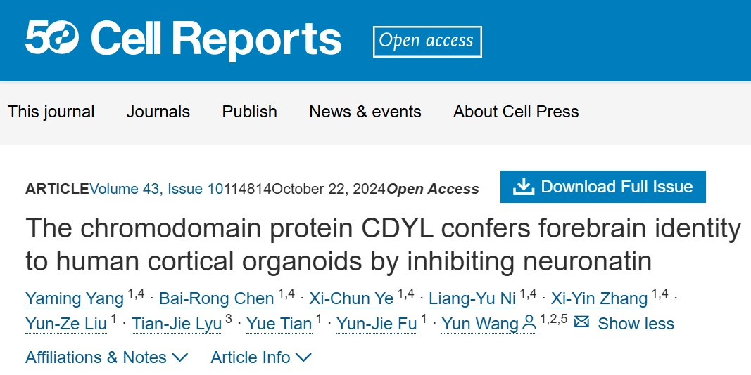 CDYL蛋白在调控人类皮层发育中的关键作用：北京大学研究成果揭示