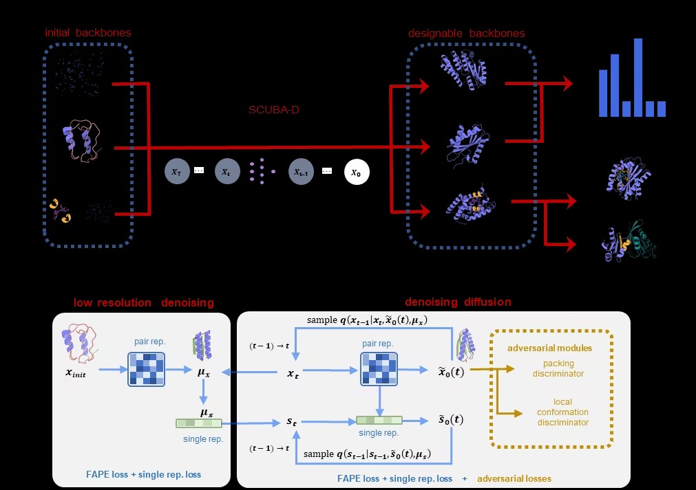 SCUBA-D模型：基于去噪声网络的全新蛋白质主链设计方法
