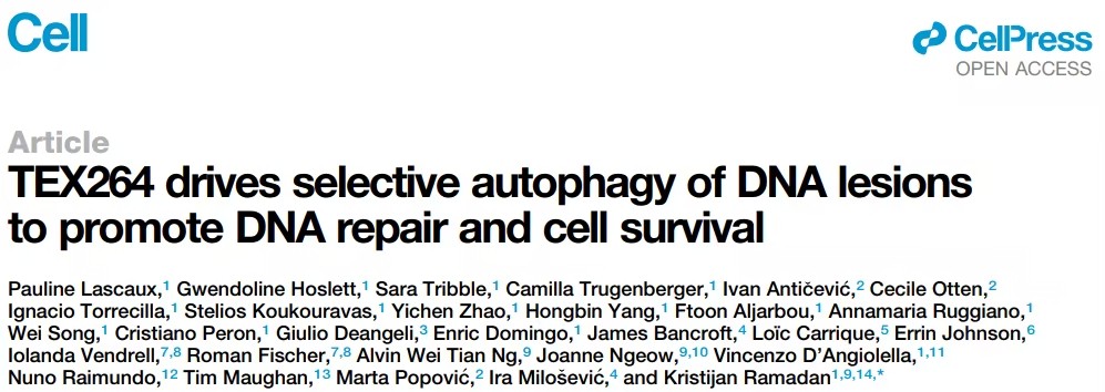 TEX264介导的选择性自噬：DNA损伤修复中的关键角色