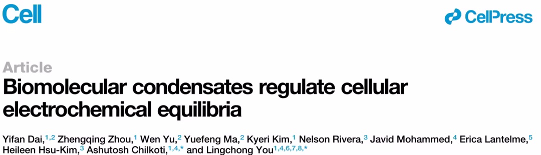 生物分子凝聚体调控细胞电化学平衡与生理行为的机制研究