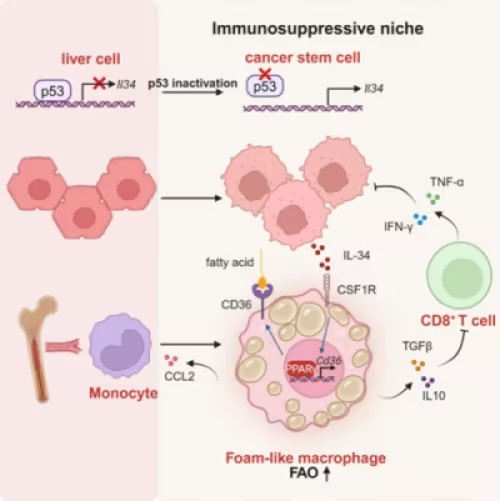p53突变与IL-34信号在肝癌免疫逃逸中的作用