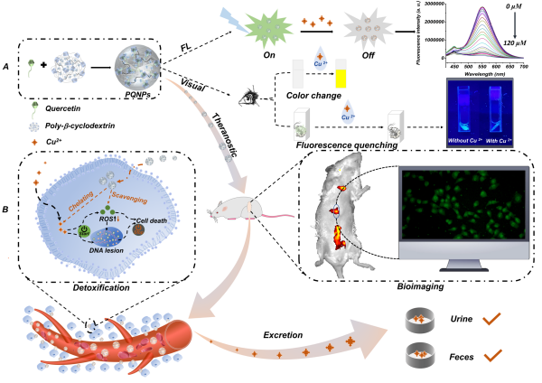 仿生纳米粒子：铜离子检测与解毒的新策略