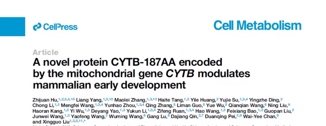 线粒体新发现蛋白CYTB-187AA对早期发育与生育能力的关键作用