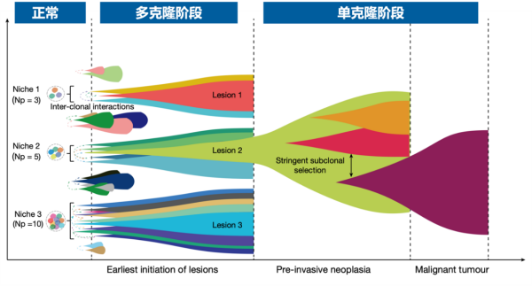 肿瘤早期演化：多克隆起源与单克隆转变的探索