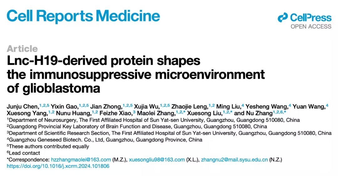 Lnc-H19衍生蛋白在胶质母细胞瘤免疫抑制微环境中的作用及其治疗潜力