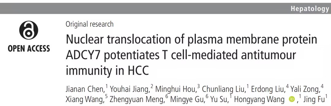 跨膜蛋白ADCY7：揭示肝细胞癌免疫调控的新机制
