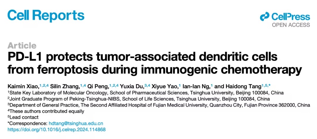 PD-L1在免疫原性化疗中保护树突状细胞免于铁死亡的机制及其抗肿瘤免疫作用