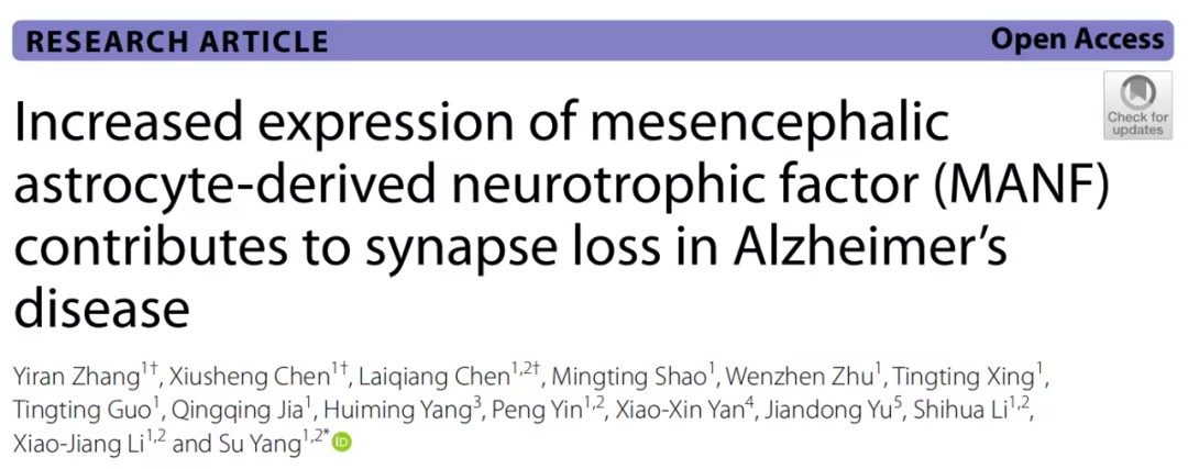 MANF过表达在阿尔茨海默病中的作用及其潜在治疗价值